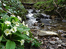 Primrose by the stream