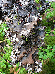 Scaly pelt lichen