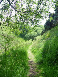 Grassy path