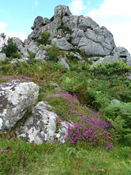 Heather and ferns