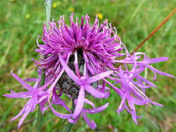 Greater knapweed