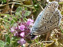 Large blue on thyme