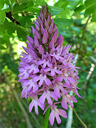 Pyramidal orchid