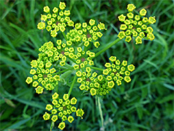 Wild parsnip