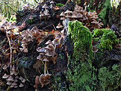 Bonnet mushrooms