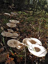 Line of clouded funnel fungi