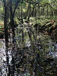 Leaves in a ditch