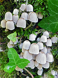 Fairy inkcap