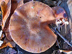 Honey fungus - cap