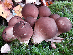 Stump puffball