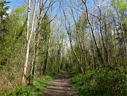 Greyfield Wood