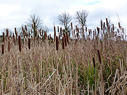 Bulrushes