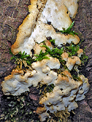 Crust fungus