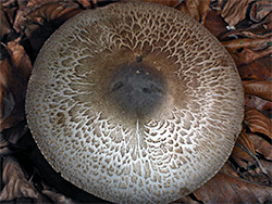 Felt-ringed agaricus