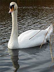 Swan