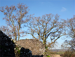 Leafless trees