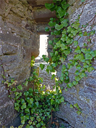 Window and ivy