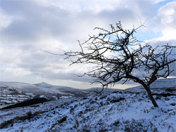 Isolated tree