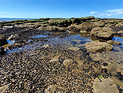 Mussels in a pool