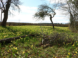 Trees and daffodils