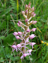 Elongated inflorescence