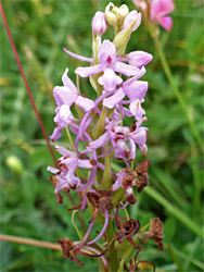 Partly withered flowers