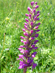 Buds and flowers