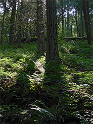 Hannicombe Wood