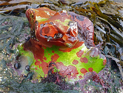 Red and green algae