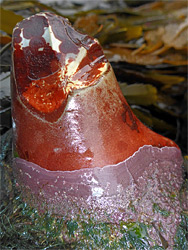 Red-purple nodule