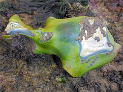 Fish-shaped nodule