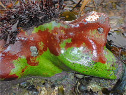 Green-red nodule