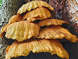 Chicken of the woods