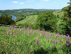 Orchid slope