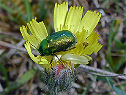 Rose chafer beetle