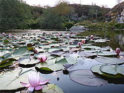 Pink water lilies