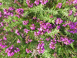 Heather and gorse