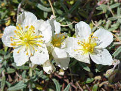 Helianthemum apenninum