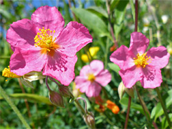 Pink-flowered variety
