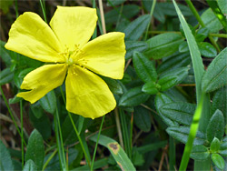 Common rock-rose