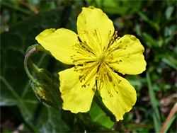 Five yellow petals