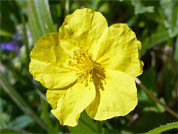 Common rock-rose