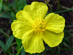 Petals and stamens