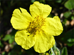 Obovate petals