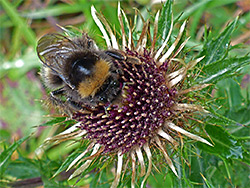 Bee on thistle