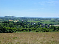 Field and bushes