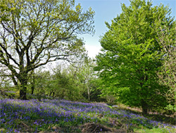 Bluebells and trees