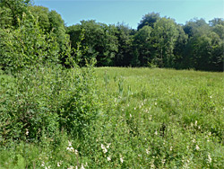 Edge of the bog