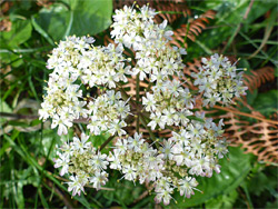 Common hogweed