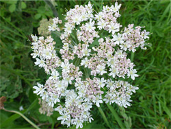 Common hogweed